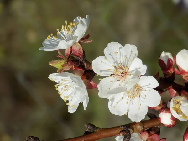 Prunus Prunus Persica Est Une Plante Vivace Famille Des Rosiers — Photo