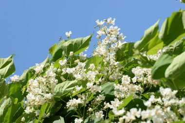 Katalpa, Afrika kıtasında bulunan bir ağaç cinsidir.