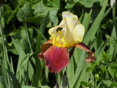  Iris, ya da Kasatik, ya da Horoz (lat. ris)