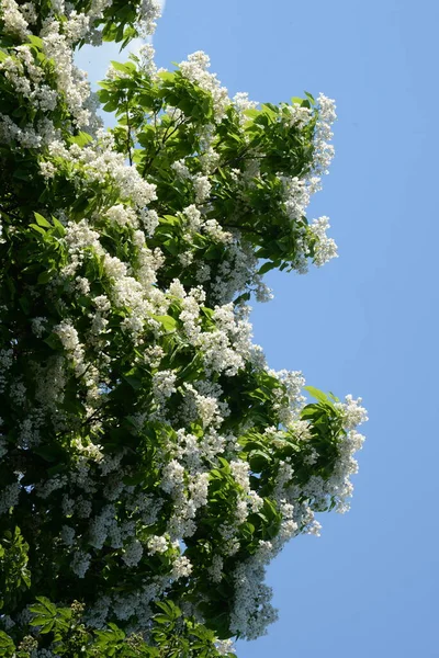 Catalpa Género Árboles Con Flores Perteneciente Familia Bignonia — Foto de Stock