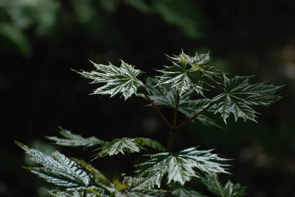 Javor Obecný Acer Platanoides — Stock fotografie