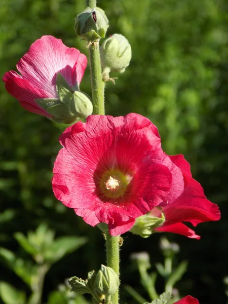 Malva Malva Lat Mlva — Fotografia de Stock