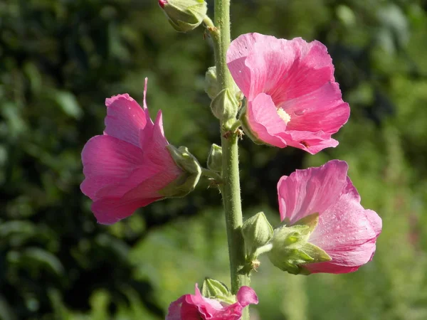 Malva Malva Lat Mlva — Fotografia de Stock