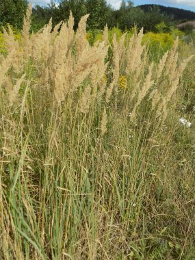 Çimen kokusu yaygındır.          