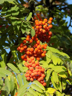 Rowan (Sorbus aucuparia), Rowan cinsinin bir türüdür.          