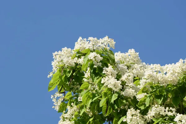 Catalpa Een Geslacht Van Bomen Uit Familie Bignonia Bignonia — Stockfoto