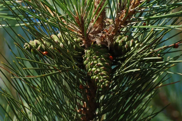 Kiefer Pinus Ist Eine Nadelbaumgattung Aus Der Familie Der Kieferngewächse — Stockfoto