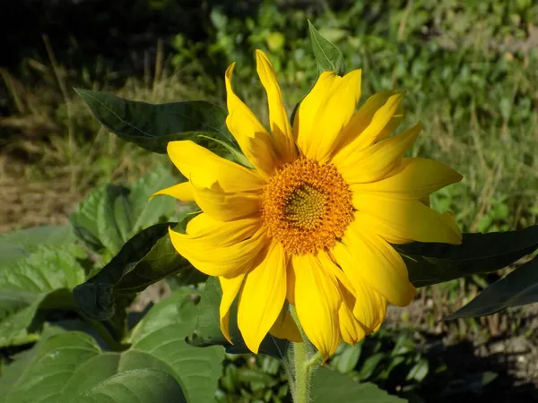 Rijpe Zonnebloemen Zon Bloemen — Stockfoto