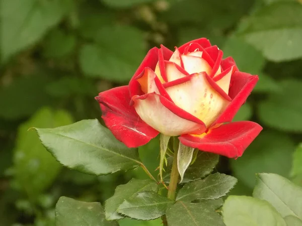 Rosa Vild Ros Rosa Släktet Och Kulturformen Växter Den Rosa — Stockfoto