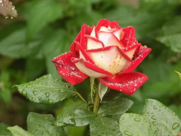 Rosa Rosa Silvestre Rosa Género Forma Cultural Las Plantas Familia — Foto de Stock