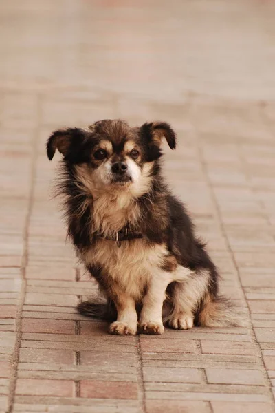 Köpek Evcil Köpek Canis Lupus Familiaris — Stok fotoğraf