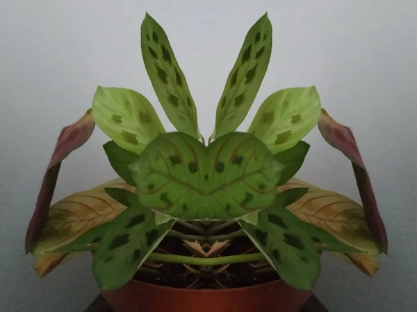 Crowton Lat Crton Släkte Växter Familjen Euphorbia Euphorbiaceae — Stockfoto