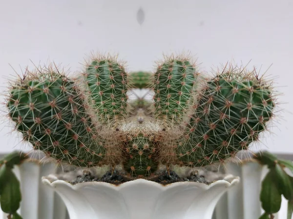 Cactus Cactaceae Família Plantas Suculentas Ordem Dos Cravos Caryophyllales — Fotografia de Stock