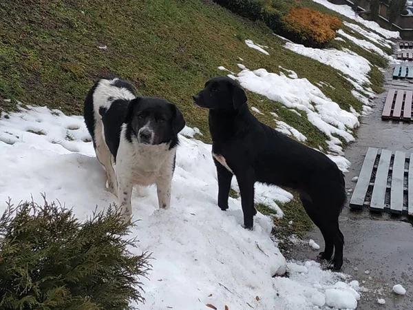 Собака Собака Canis Lupus Familiaris Canis Familiaris — стоковое фото