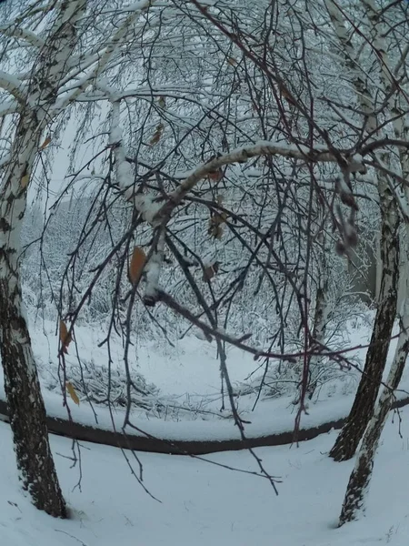 Viejo Invierno Parque Nevado — Foto de Stock