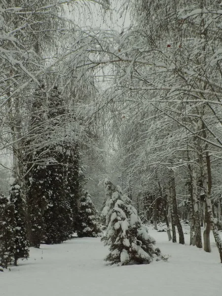 Старий Зимовий Засніжений Парк — стокове фото