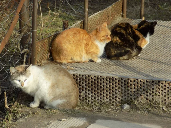 Kissan Kissa Tai Kissan Kissa Latinankielinen Felis Silvestris Catus Sekä — kuvapankkivalokuva