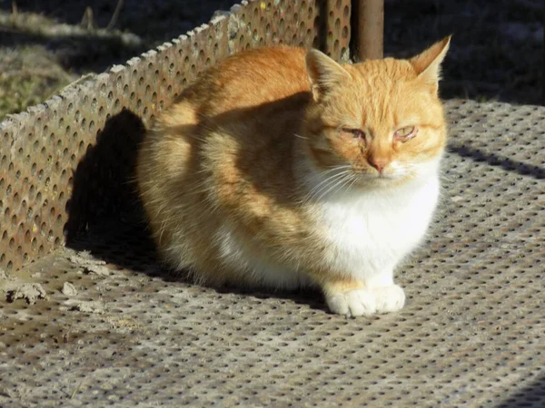 Γάτα Της Γάτας Γάτα Της Γάτας Latin Felis Silvestris Catus — Φωτογραφία Αρχείου