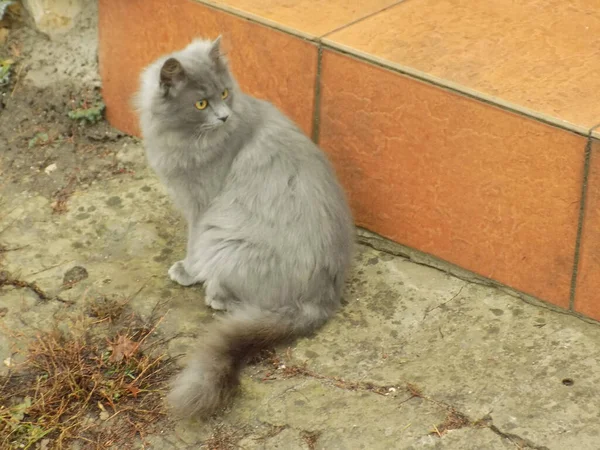 猫や猫の猫 ラテン語 Felis Silvestris Catus 親戚の猫の野生 — ストック写真