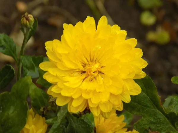 Chrysanthemum Latin Kylyn Chrysanthemum Cheber Syaskayo Budos Asme Palan Soy — Stock Photo, Image