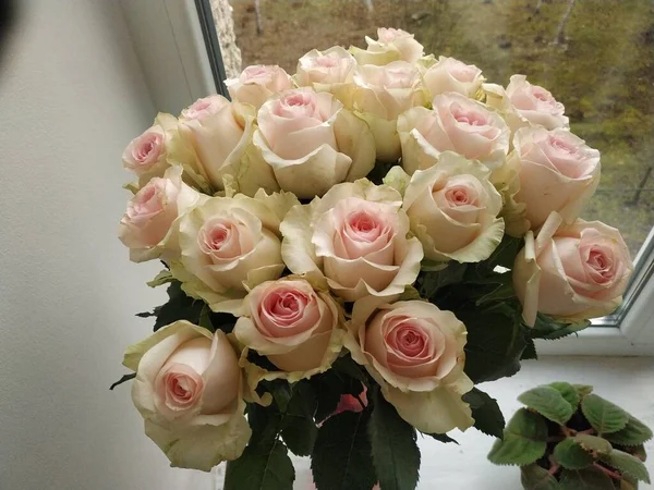 Большой Букет Роз Роза Дикая Роза Rosa Род Культурная Форма — стоковое фото