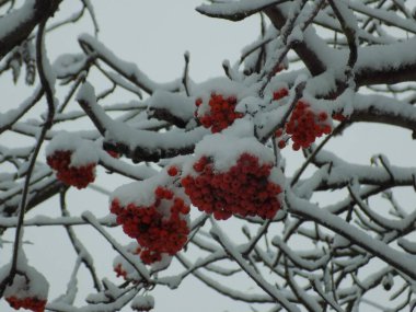 Rowan (Sorbus aucuparia), Rowan cinsinin bir türüdür.