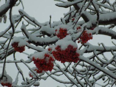 Rowan (Sorbus aucuparia), Rowan cinsinin bir türüdür.