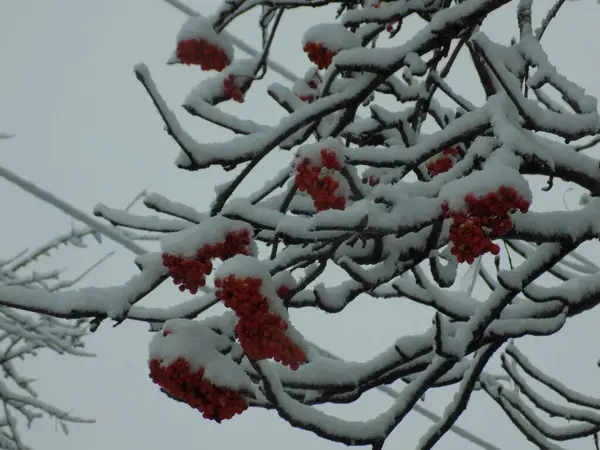 Sorbus Aucuparia Uma Espécie Peixe Família Rowan — Fotografia de Stock