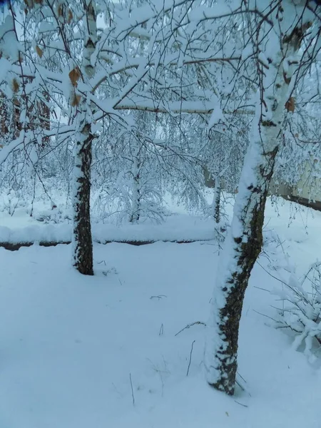 Vanha Talvi Luminen Puisto — kuvapankkivalokuva