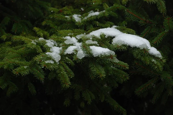 Sparren Europese Sparren Sparren Picea Abies Dennenfamilies Witte Sneeuw Een — Stockfoto