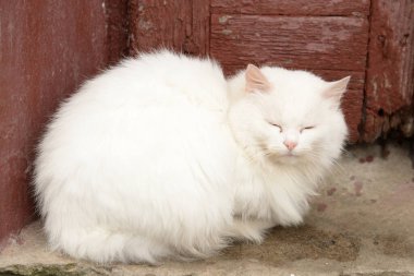 Kedi kedisi (Latince Felis Silvestris catus), kedigiller (Felis) familyasından bir kedi türü.)