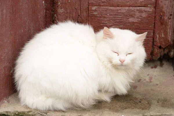 Gatto Del Gatto Gatto Del Gatto Latino Felis Silvestris Catus — Foto Stock