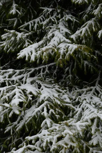 Abeto Abeto Europeo Abeto Picea Abies Pino Familias White Nieve —  Fotos de Stock