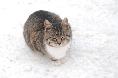 Kedi kedisi (Latince Felis Silvestris catus), kedigiller (Felis) familyasından bir kedi türü.)