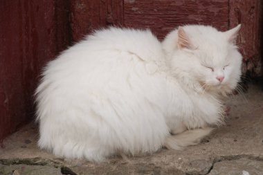 Kedi kedisi (Latince Felis Silvestris catus), kedigiller (Felis) familyasından bir kedi türü.)
