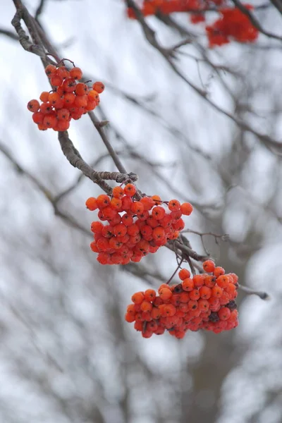 Rowan Sorbus Auduparia ローワン属の種である — ストック写真