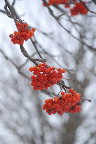 Sorbus Aucuparia Uma Espécie Peixe Família Rowan — Fotografia de Stock