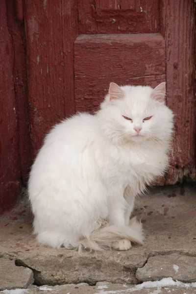 猫的猫 或猫的猫 拉丁语Felis Silvestris Catus 以及它的亲戚 野生猫 — 图库照片