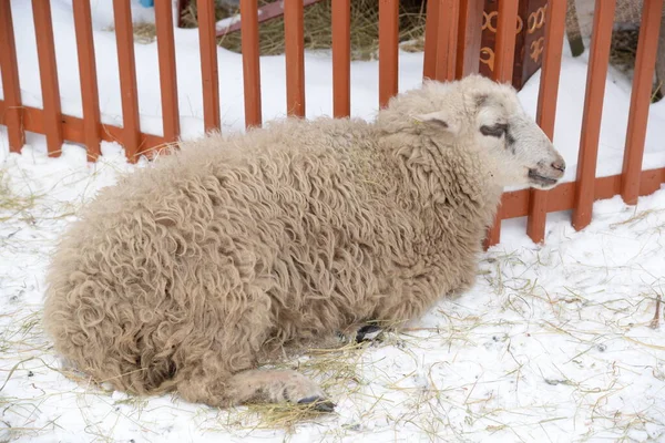 Арийский Баран Баран Домашняя Овца Ovis Aries — стоковое фото