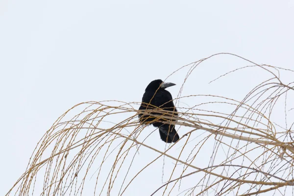 Common Raven Crow Crow Corvus Corax — стоковое фото