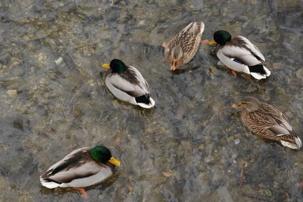 Wildenten Anas Platyrhynchos — Stockfoto