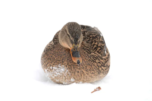 Wildenten Anas Platyrhynchos — Stockfoto