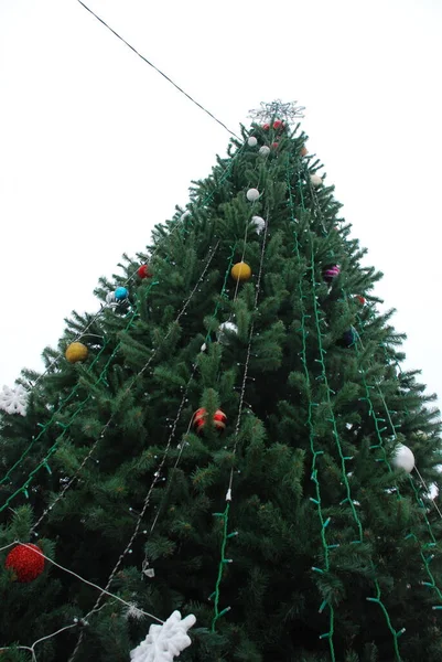 Magas Karcsú Karácsonyfa — Stock Fotó