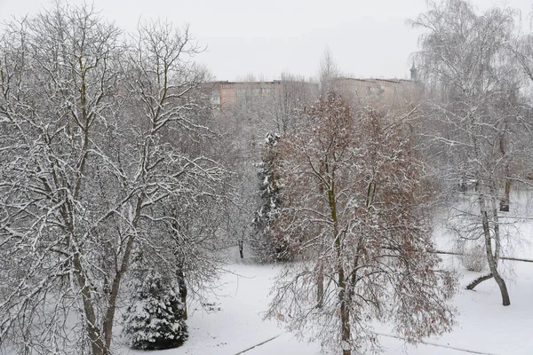 Alt Winter Verschneiter Park — Stockfoto