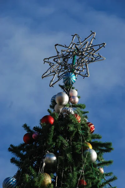 Ψηλό Λεπτό Χριστουγεννιάτικο Δέντρο — Φωτογραφία Αρχείου