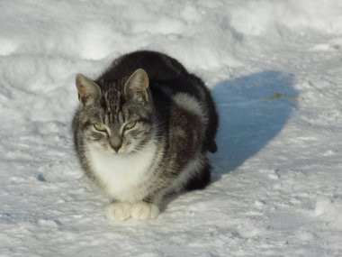 Kedi kedisi (Latince Felis Silvestris catus), kedigiller (Felis) familyasından bir kedi türü.)