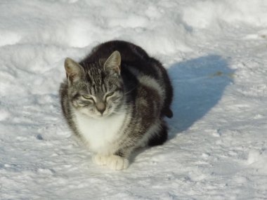 Kedi kedisi (Latince Felis Silvestris catus), kedigiller (Felis) familyasından bir kedi türü.)