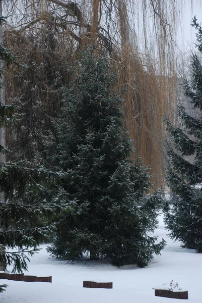 Alt Winter Verschneiter Park — Stockfoto