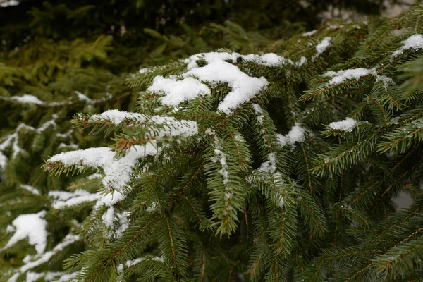 Abeto Abeto Europeu Abeto Picea Abies — Fotografia de Stock