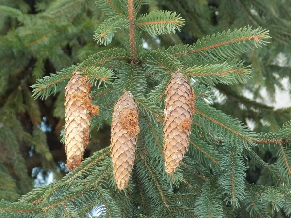 Spruce European Spruce Spruce Picea Abies — 스톡 사진